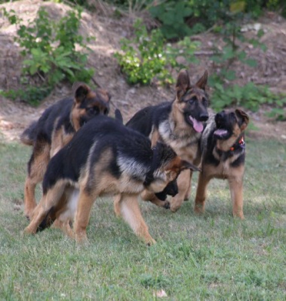 Scgäferhunde in der Ausbildung die Rennen, Beschützen, tranirien  und spielen