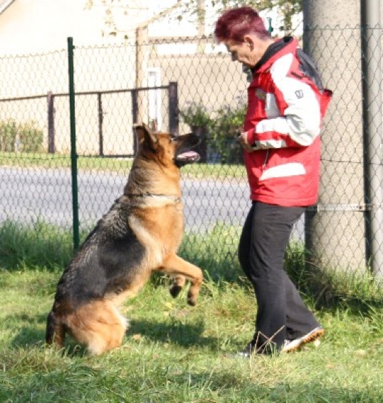 Scgäferhunde in der Ausbildung die Rennen, Beschützen, tranirien  und spielen